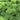 Parsley