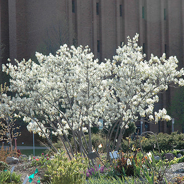 Autumn Brilliance Serviceberry