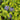 Illumination Periwinkle