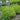 Goldmound Spirea