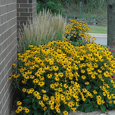 Goldsturm Rudbeckia