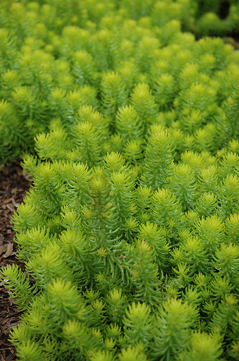 Angelina Stonecrop