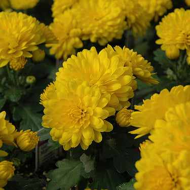 Garden Mum, Yellow