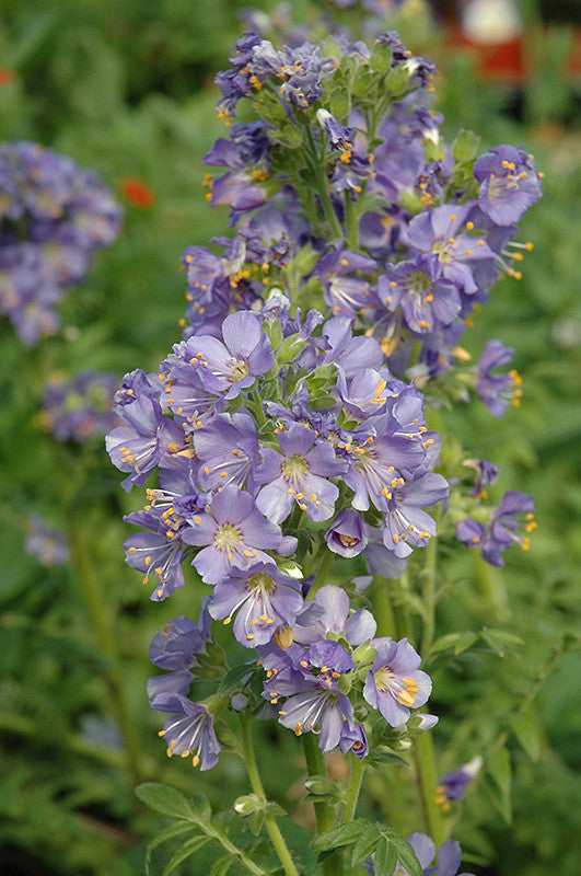 Pike Nursery Jacob's Ladder