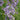 Heavenly Habit Jacob's Ladder