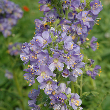Heavenly Habit Jacob's Ladder
