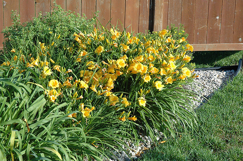 Stella de Oro Daylily – Pike Nursery