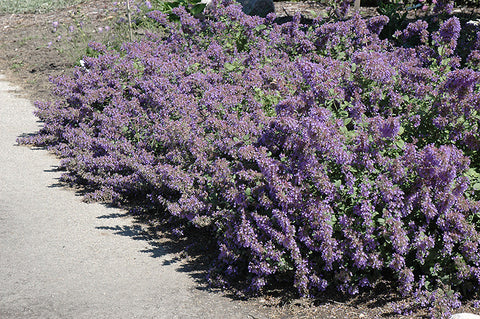 Walker's Low Catmint