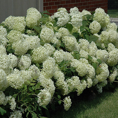 Annabelle Hydrangea