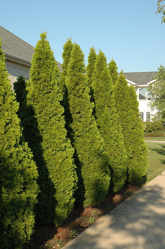 Emerald Green Arborvitae – Pike Nursery