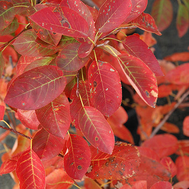 Autumn Brilliance Serviceberry