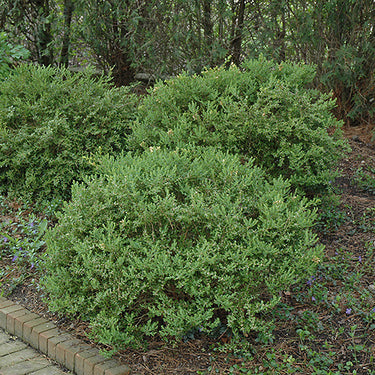 Wintergreen Boxwood