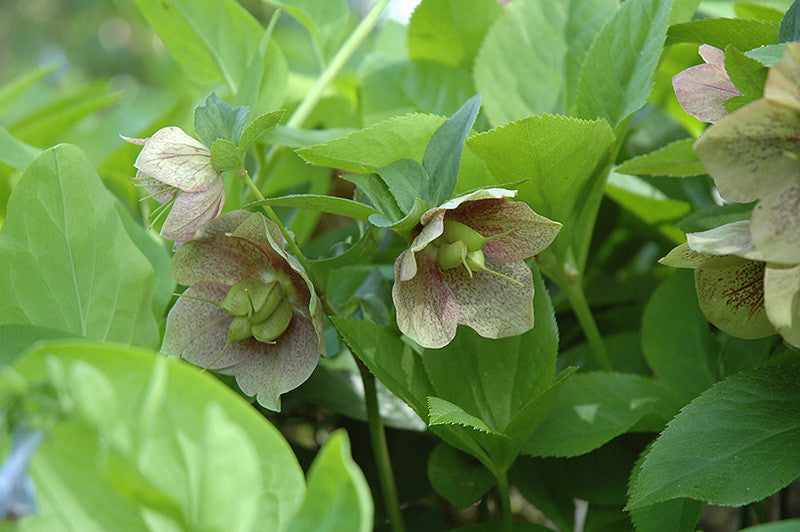 Pike Nursery Oriental Hellebore - Thumbnail 2