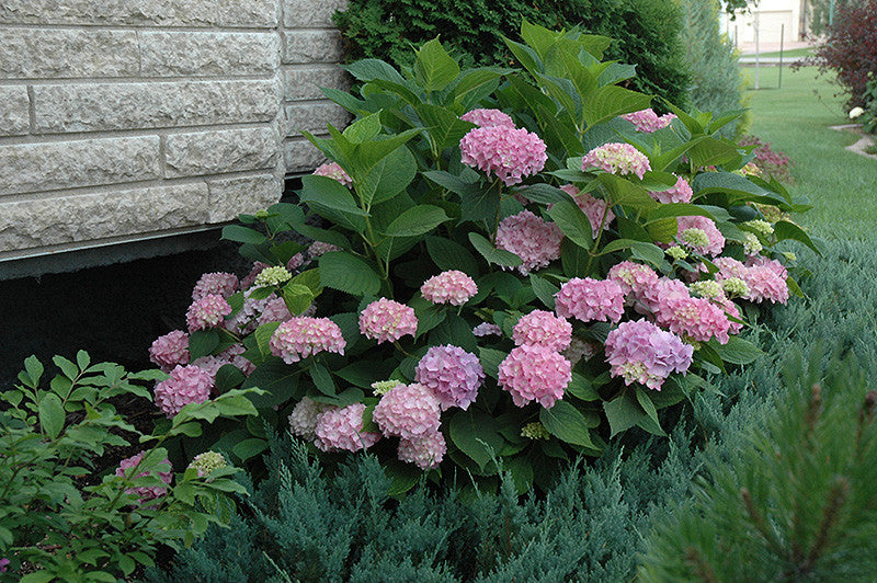 Endless Summer Hydrangea - Thumbnail 4