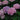 Endless Summer® Hydrangea