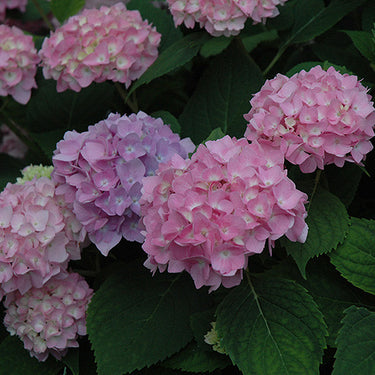 Endless Summer® Hydrangea