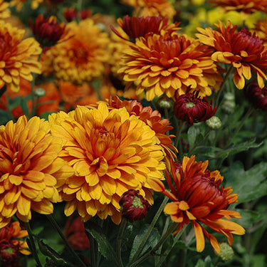 Garden Mum, Bronze / Orange