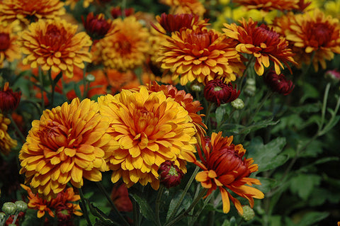 Garden Mum, Bronze / Orange