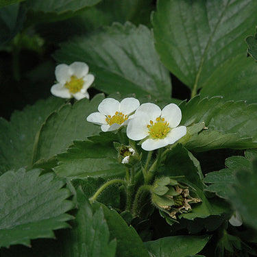 Everbearing Strawberry