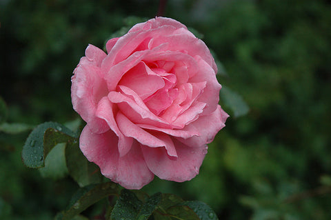 Queen Elizabeth Rose