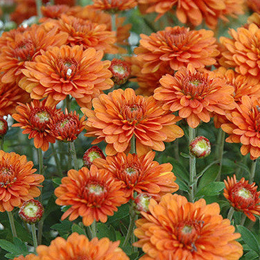 Garden Mum, Bronze / Orange
