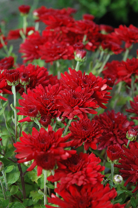 Garden Mum, Red