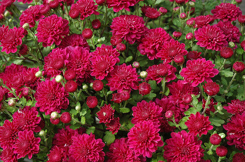 Garden Mum, Pink / Purple