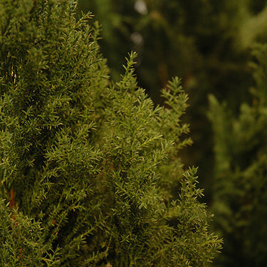 Leyland Cypress