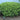 Densiformis Yew