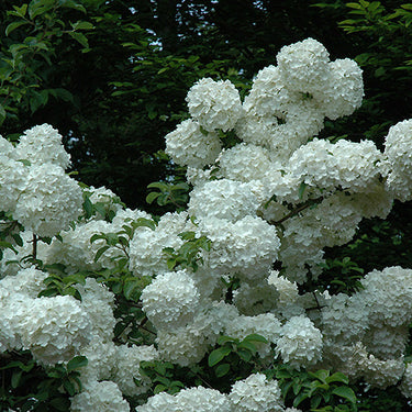 Chinese Snowball Viburnum