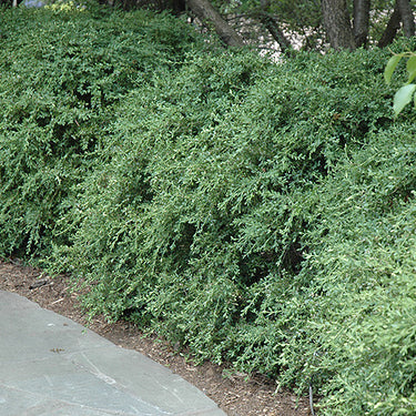 Wintergreen Boxwood