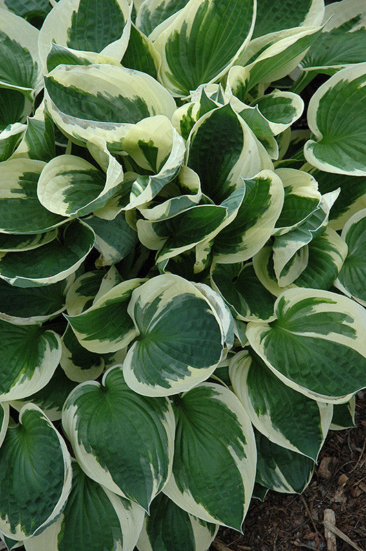 Pike Nursery Patriot Hosta