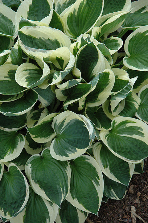 Patriot Hosta