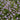 Creeping Mazus