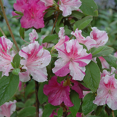 Encore® Autumn Twist Azalea