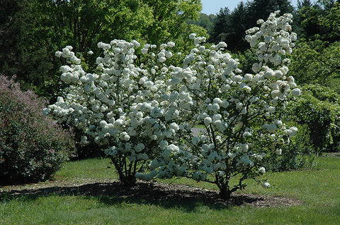 Chinese Snowball Viburnum