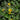 Eco Lacquered Spider Goldenstar