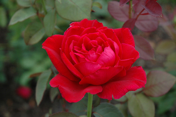 Mister Lincoln Rose 3 gallon