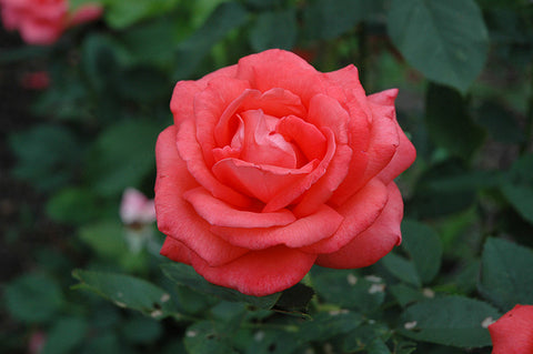 Tropicana Rose