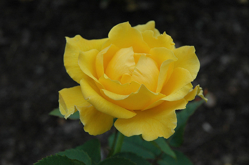Pike Nursery Midas Touch Rose - Thumbnail 2