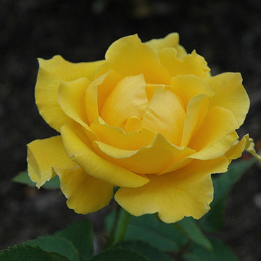 Midas Touch Rose