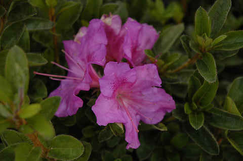 Encore® Autumn Royalty Azalea