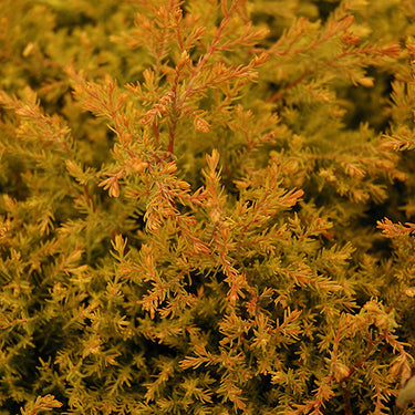 Fire Chief™ Arborvitae