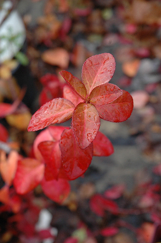 Purpleleaf Wintercreeper – Pike Nursery