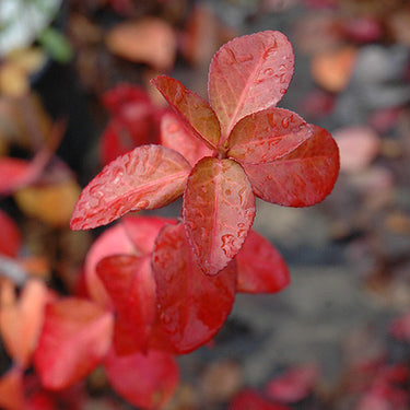 Purpleleaf Wintercreeper