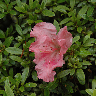 Gumpo Pink Azalea