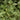 Variegated False Holly