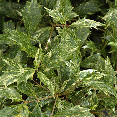 Variegated False Holly
