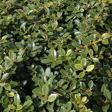 Helleri Japanese Holly