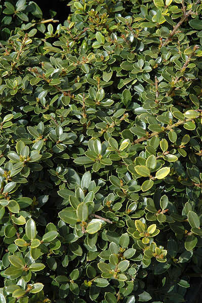 Helleri Japanese Holly – Pike Nursery